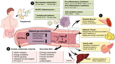 Effect of natural polyphenols in Chinese herbal medicine on obesity and diabetes: Interactions among gut microbiota, metabolism, and immunity